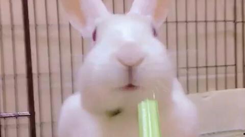 网红兔兔吃瓜视频,带你领略萌宠界的趣味生活 第2张 网红兔兔吃瓜视频,带你领略萌宠界的趣味生活 第2张