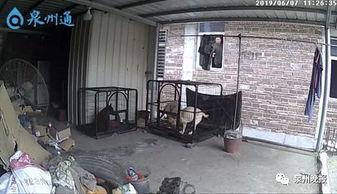 泉州爆料大狗视频,究竟何方神圣? 第2张 泉州爆料大狗视频,究竟何方神圣? 第2张